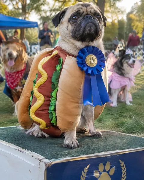 A pug in a hot dog costume on a dog show podium wearing a first place ribbon