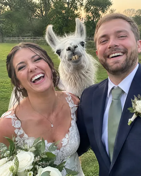 A llama making a goofy face between a laughing bride and groom in their wedding photo